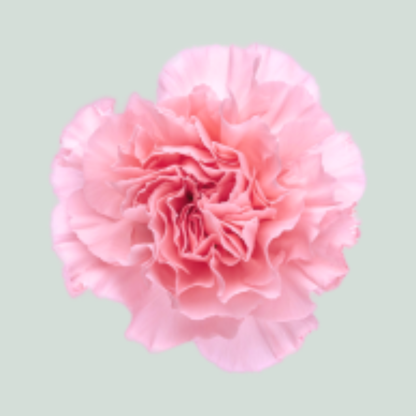 Carnation Standard Doncel (20 Stems)