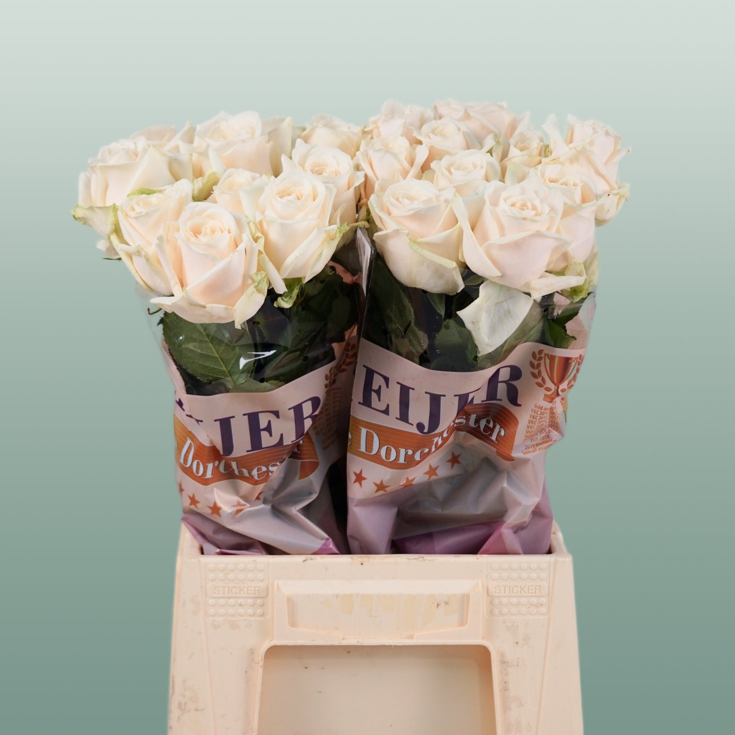 Rose Dorchester (20 Stems)