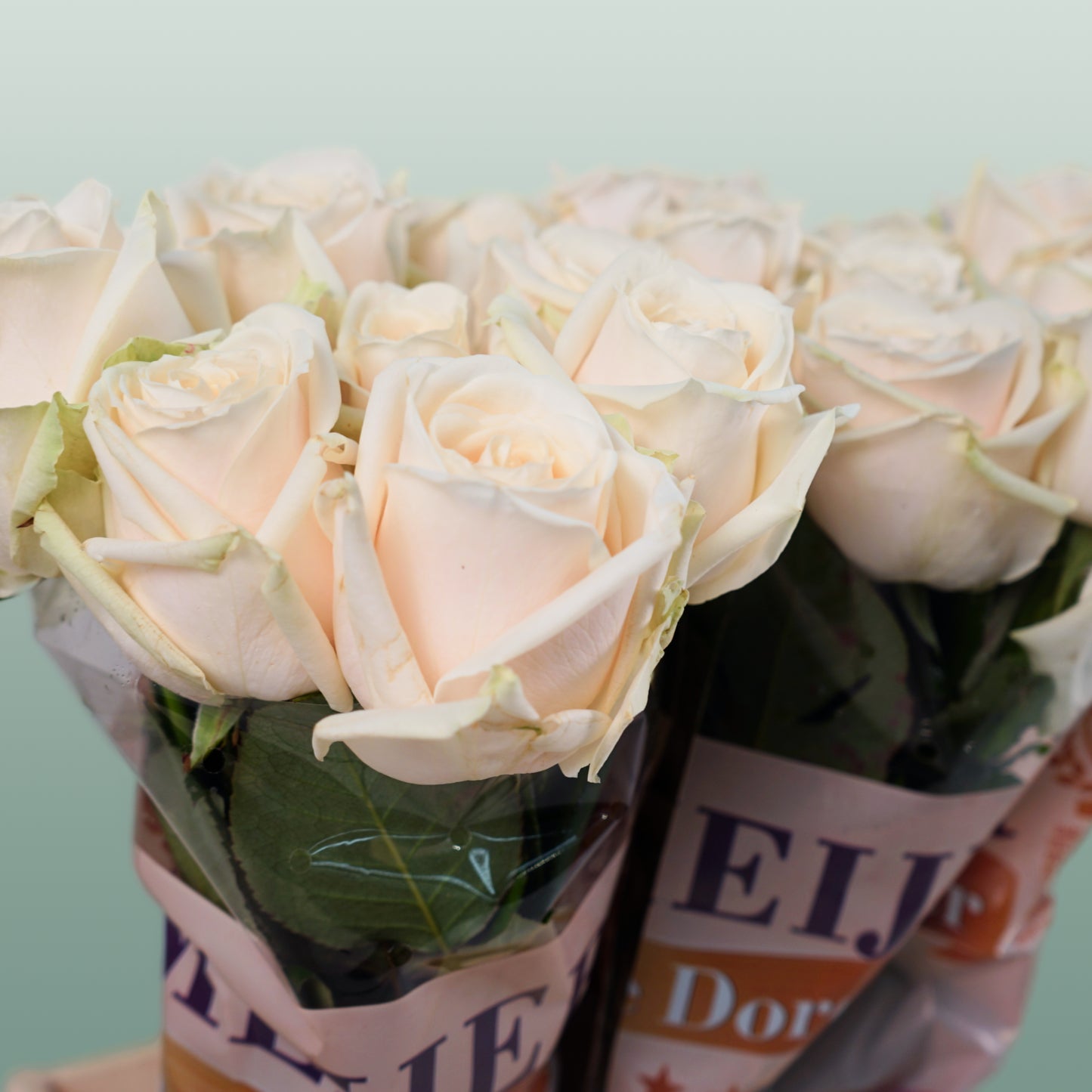 Rose Dorchester (20 Stems)