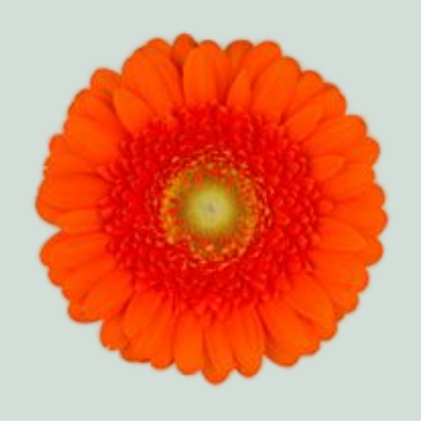 Germini Dorito (20 Stems)