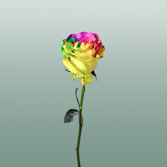 Rose Eq Rainbow