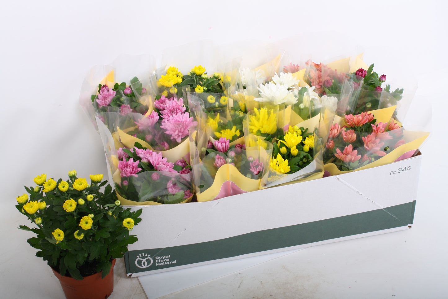 Chrysanthemum Gem 5 Kl