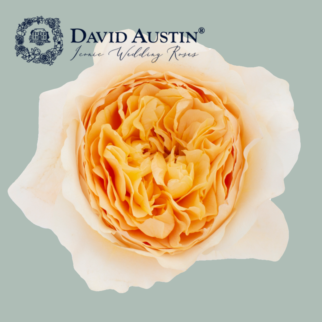 David Austin Effie Rose (12 Stems)