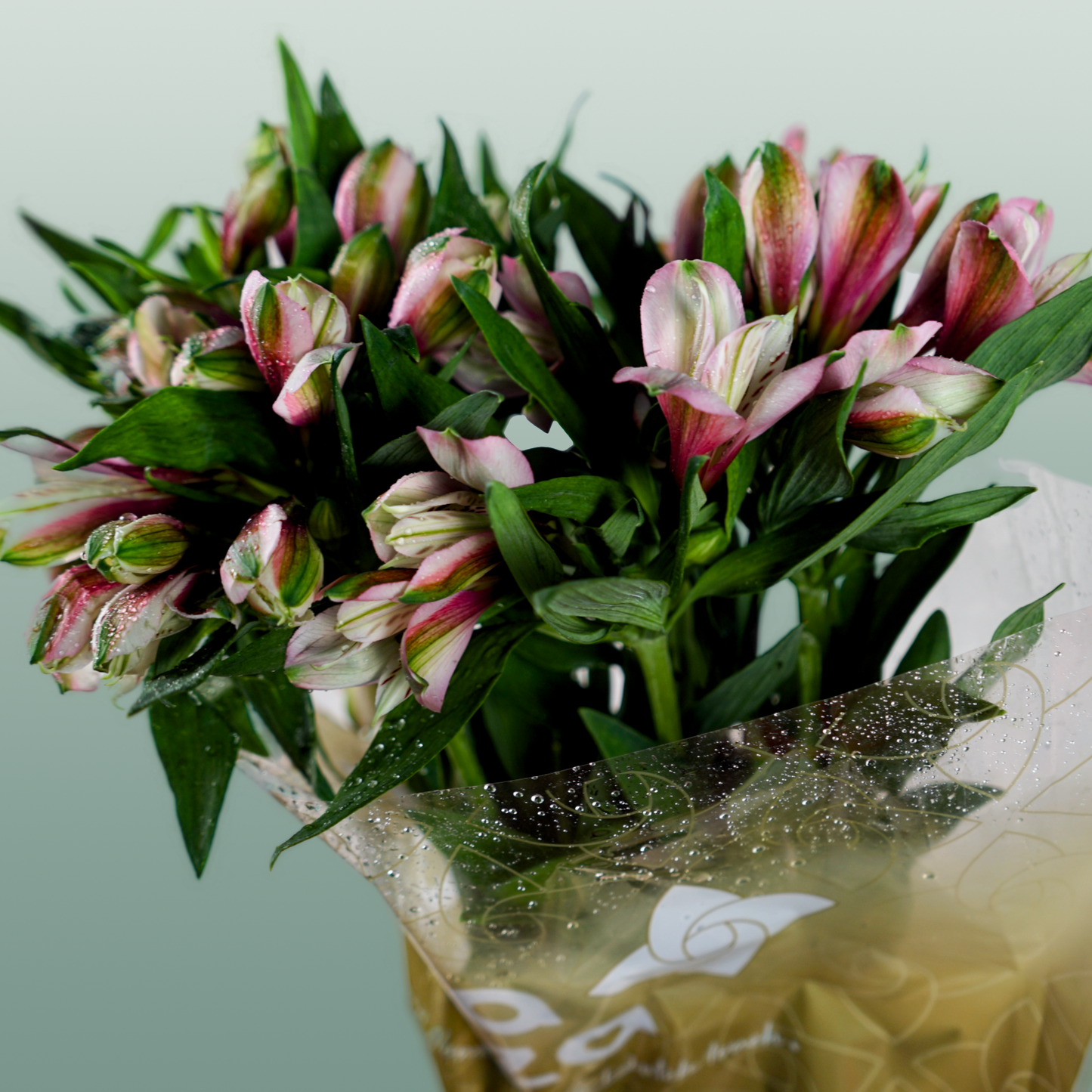 Alstroemeria Elegance (10 Stems)