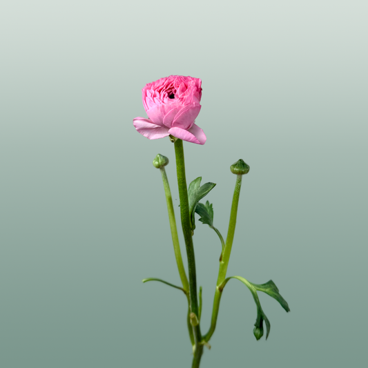 Ranunculus Pink Wholesalers Choice