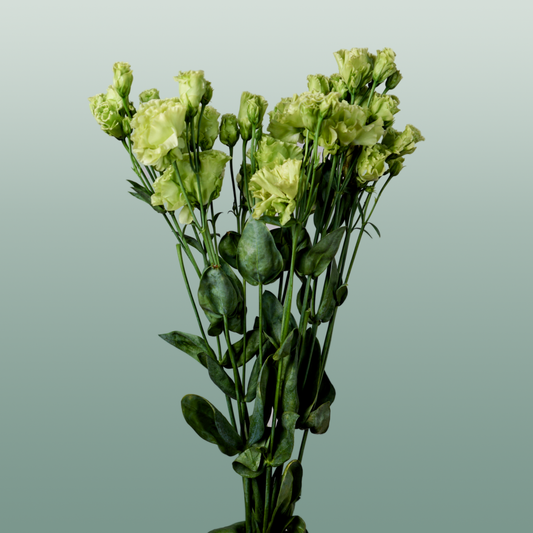 Eustoma Rosan Emerald green