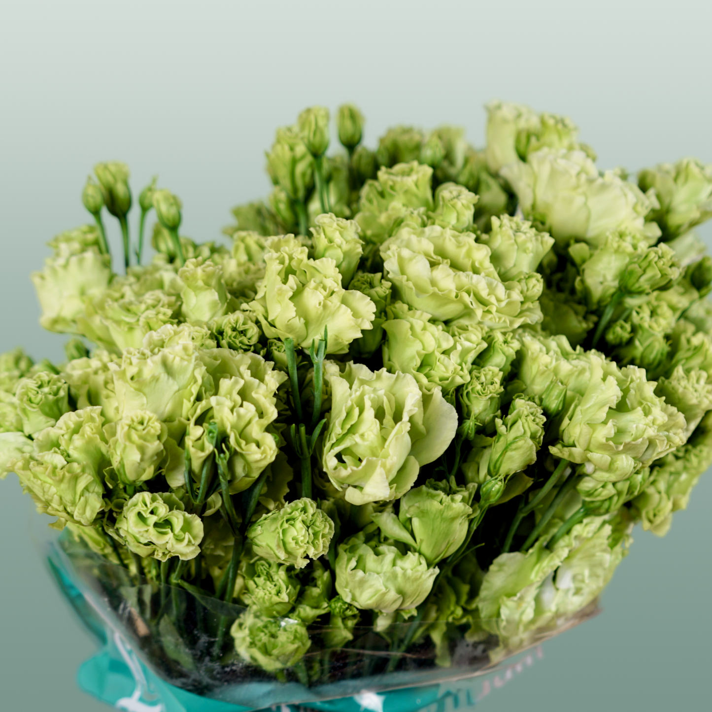 Eustoma Rosan Emerald green