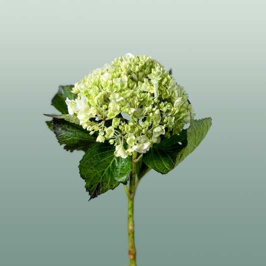 Hydrangea Equadorian Lima