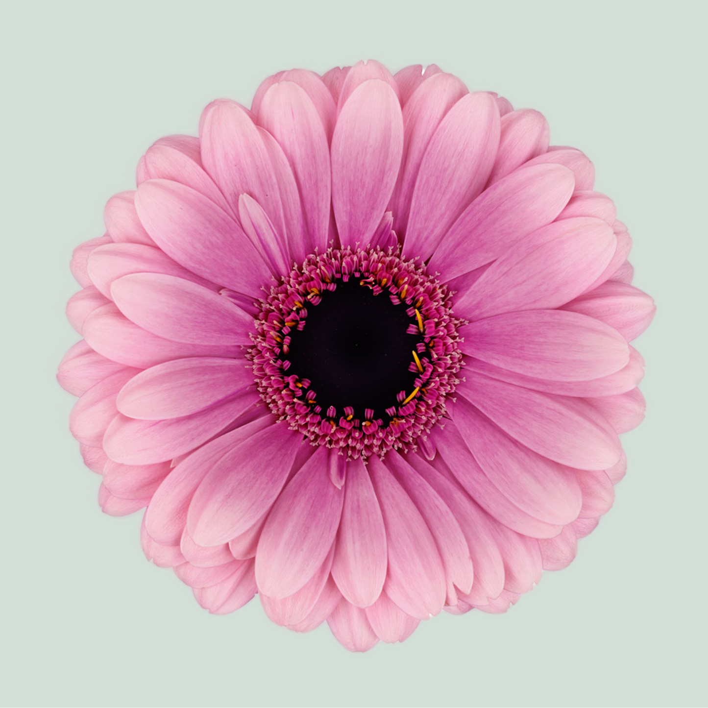 Germini Esmee (20 Stems)