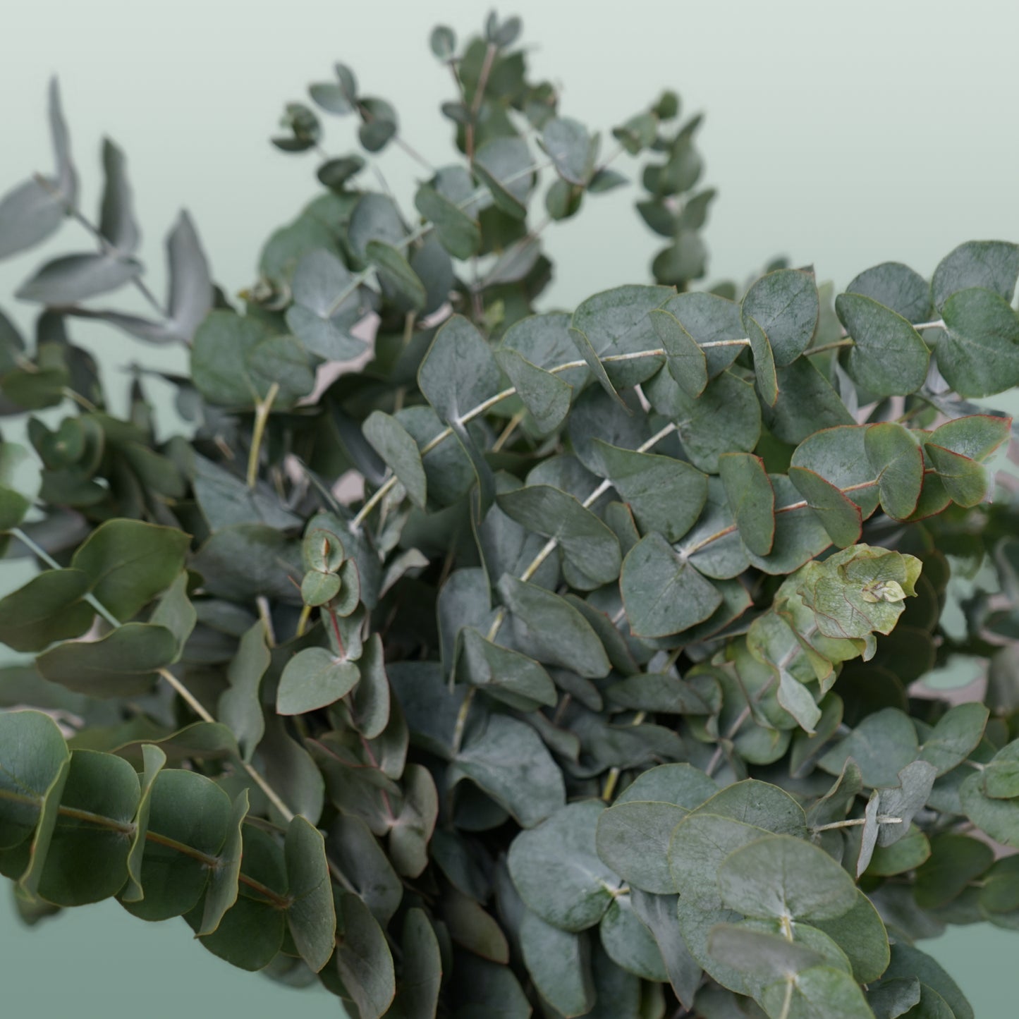 Dec Eucalyptus Cinerea (5 Bunches)