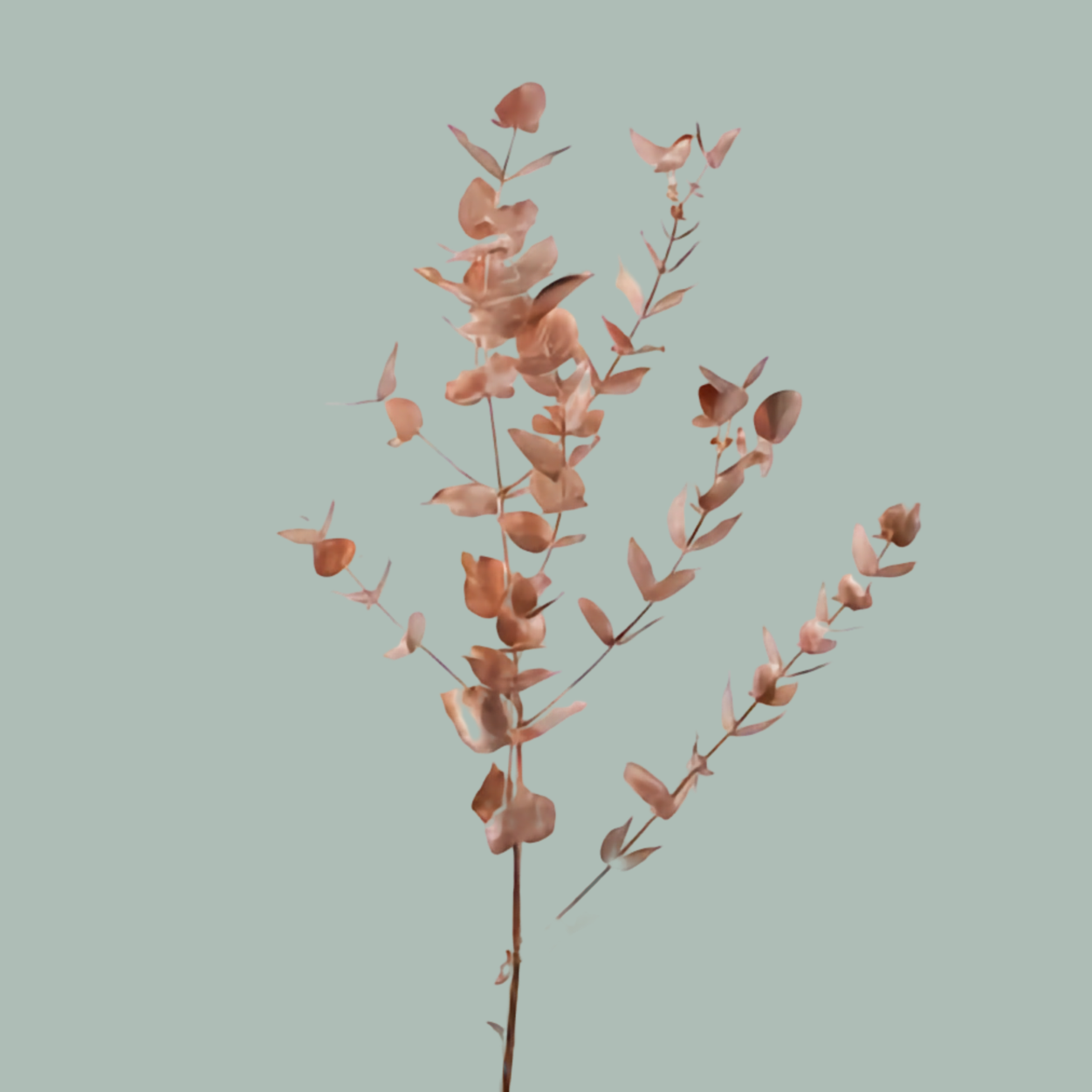 Dec Eucalyptus Cinerea Dyed Copper