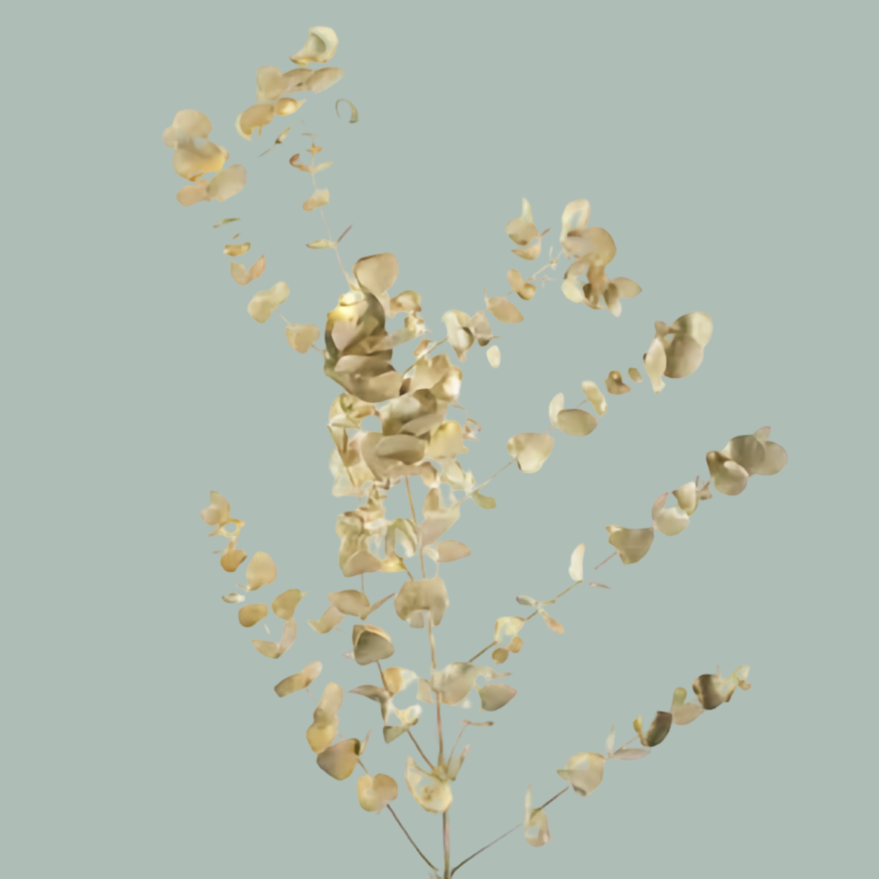 Dec Eucalyptus Cinerea Dyed Gold