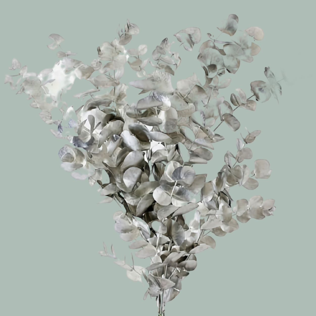 Dec Eucalyptus Cinerea Dyed Silver