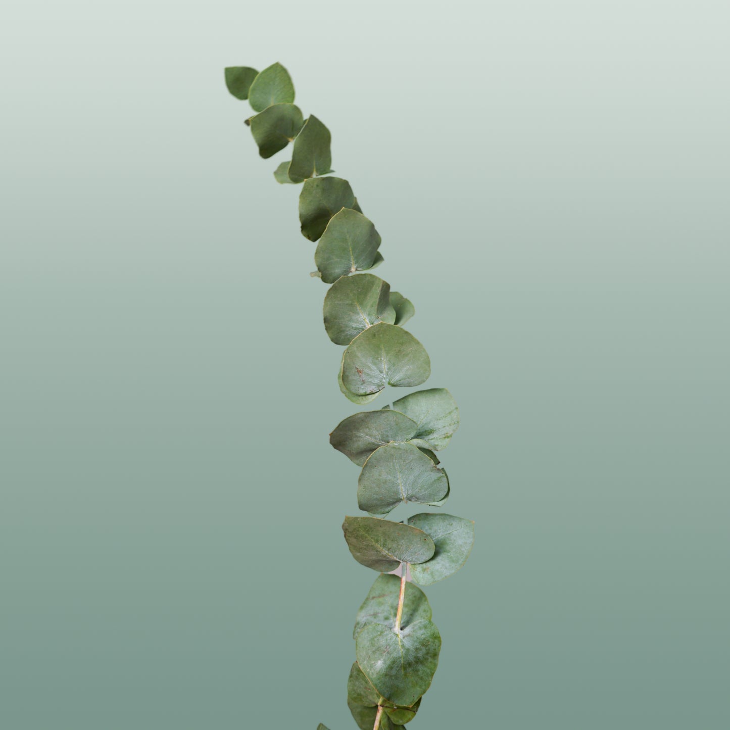 Dec Eucalyptus Cinerea (5 Bunches)