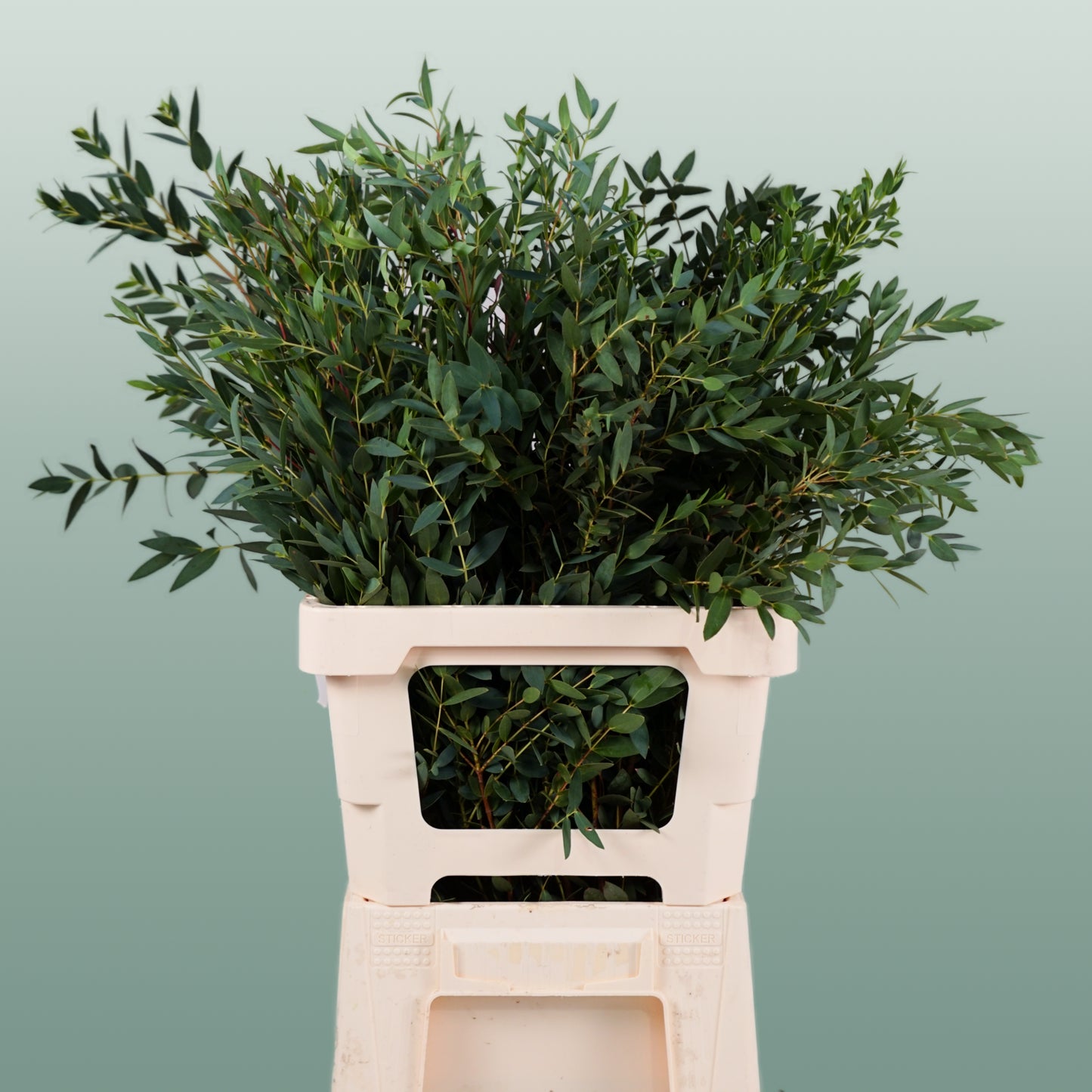 Dec Eucalyptus Parvifolia (5 Bunches)
