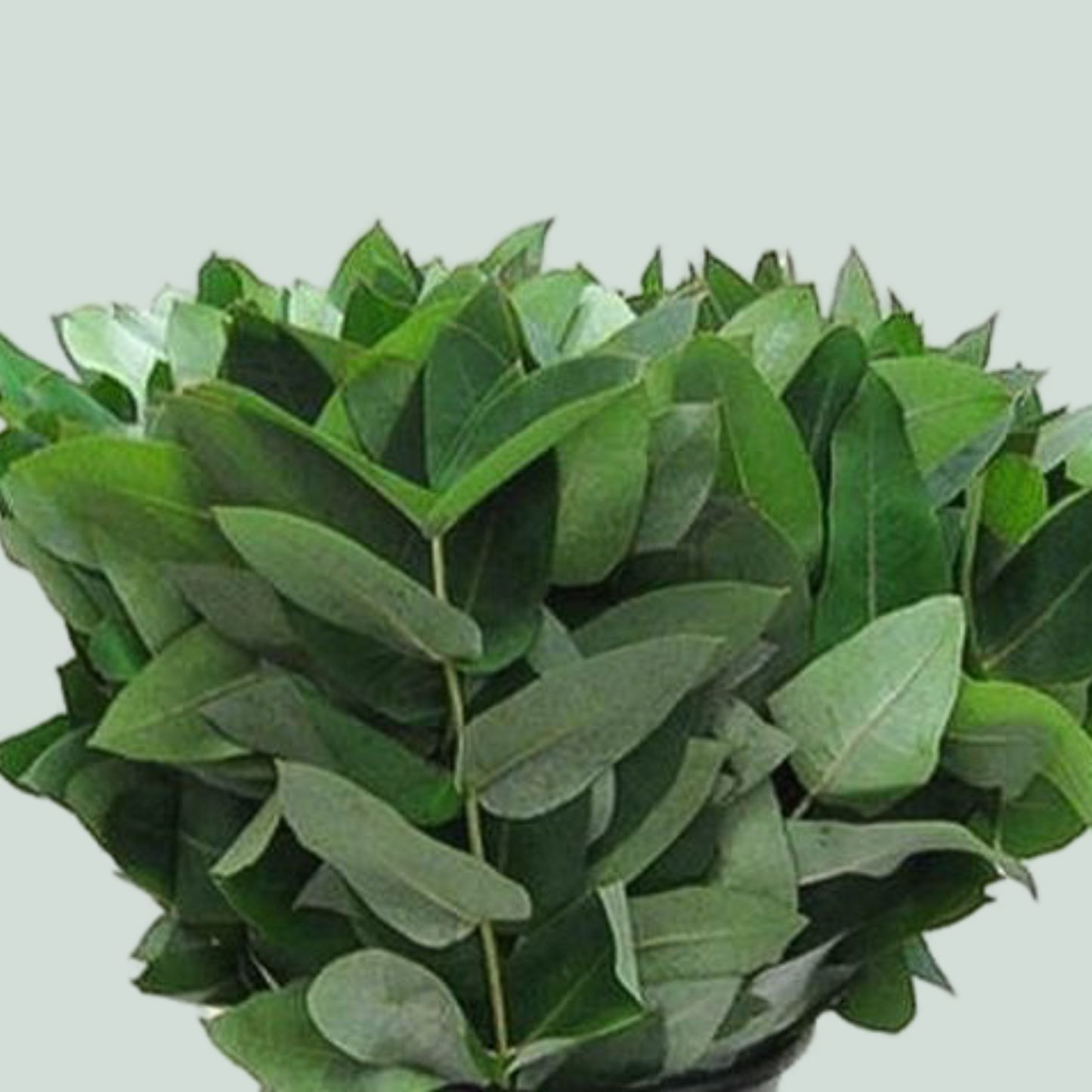 Dec Eucalyptus Robusta (5 Bunches)
