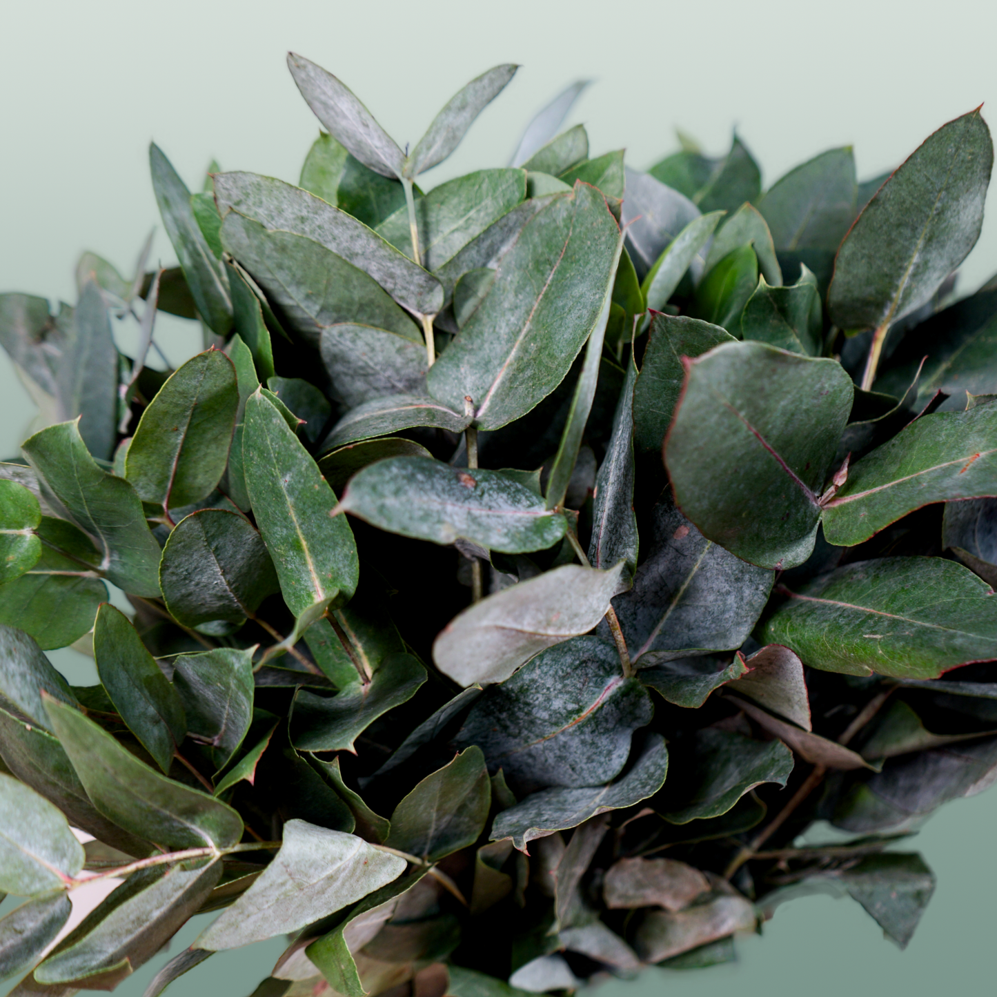 GR Eucalypthus Robusta (5 Bunches)