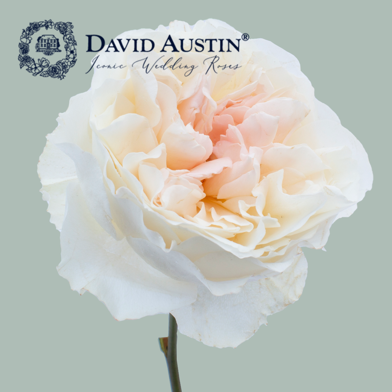 David Austin Eugenie Rose (24 Stems)