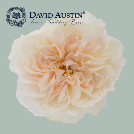 David Austin Eugenie Rose (24 Stems)