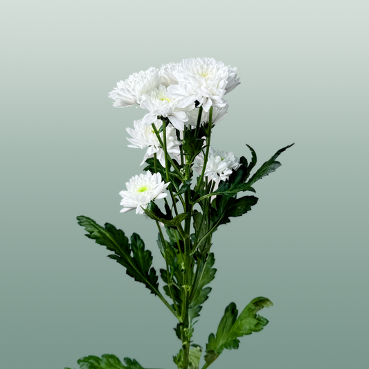 Chrysanthemum Spray Euro