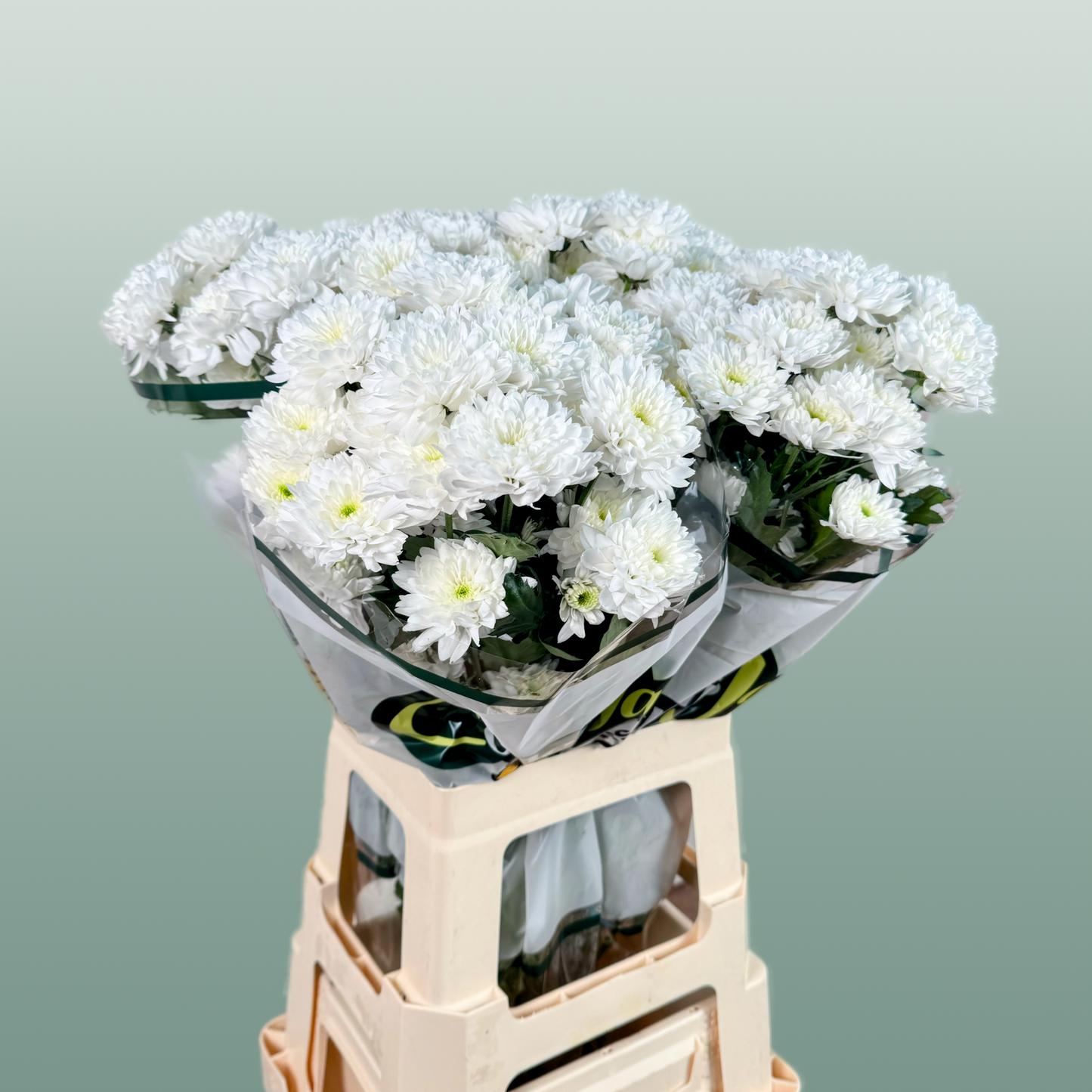 Chrysanthemum Spray Euro