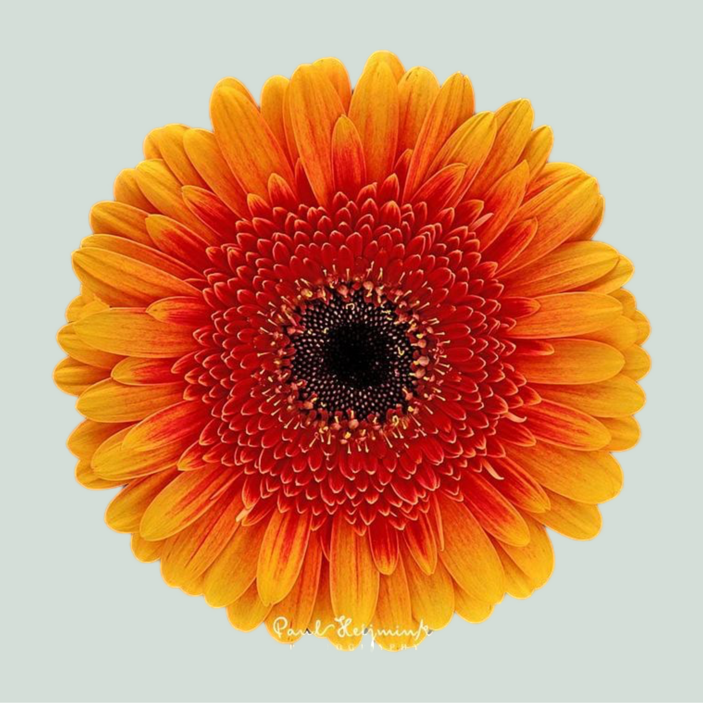 Germini Exotica (20 Stems)