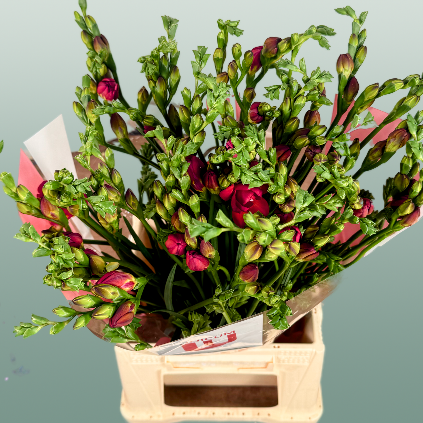 Freesia Expression