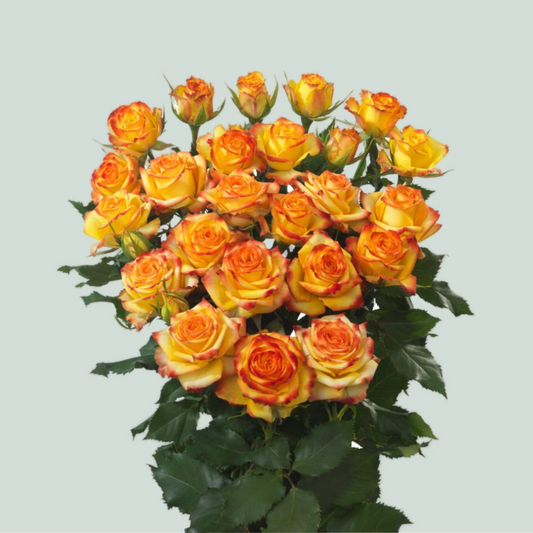Rose Eyeliner (Spray) (10 Stems)