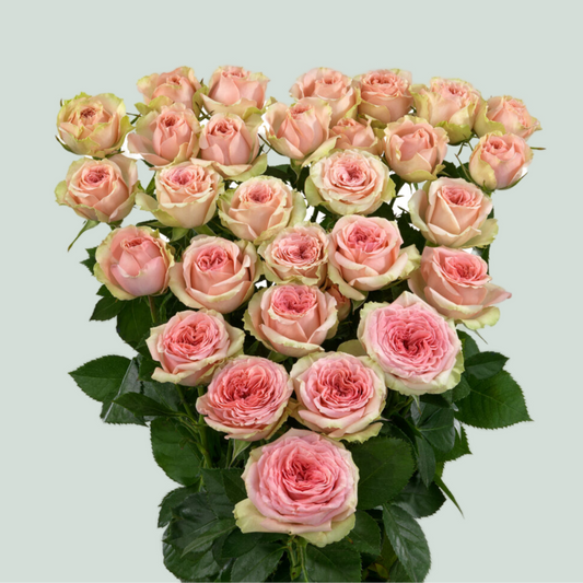 Rose Fancy (Spray) (10 Stems)