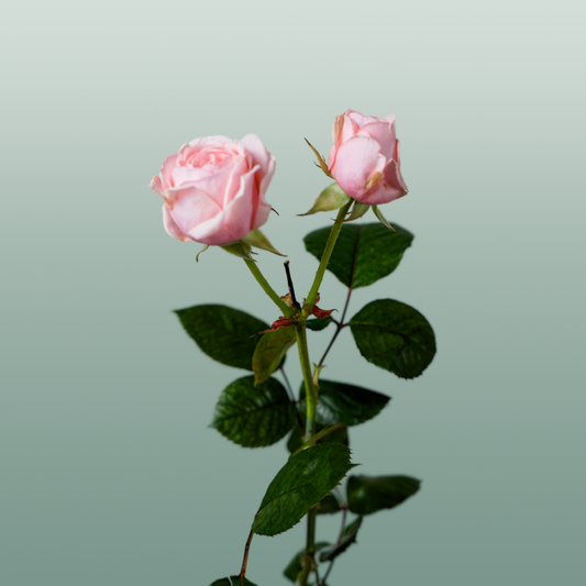 Spray Rose Fatal Attra