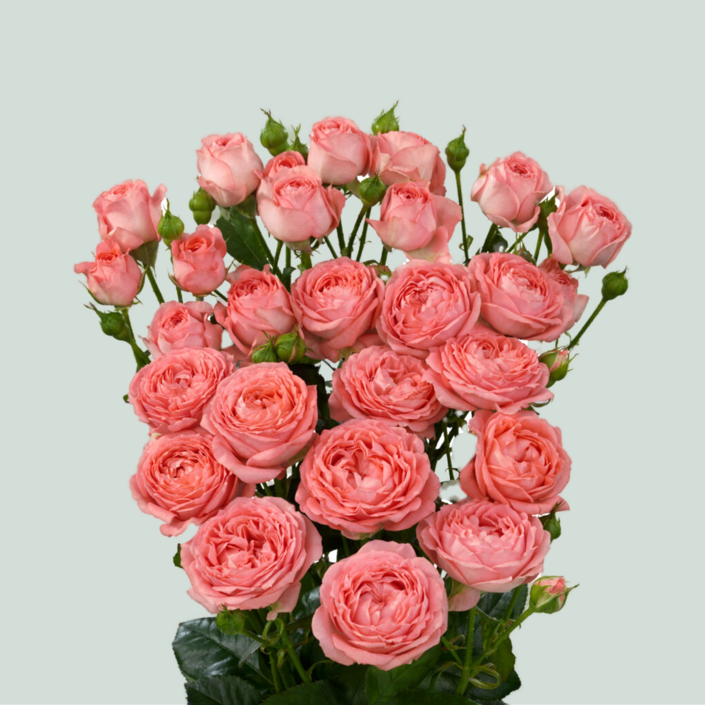 Spray Rose Femke (10 Stems)