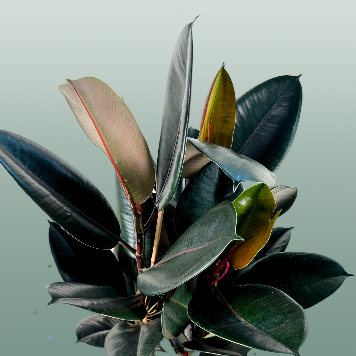 Ficus El Abidjan 3pp