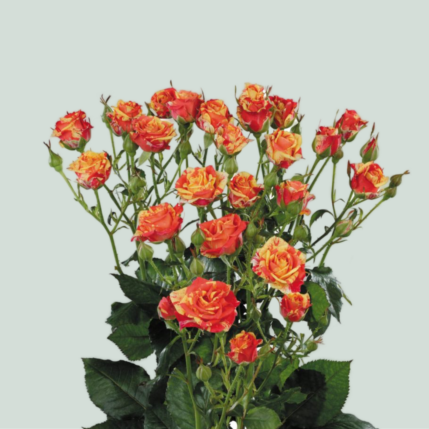 Spray Rose Fire Flash (10 Stems)