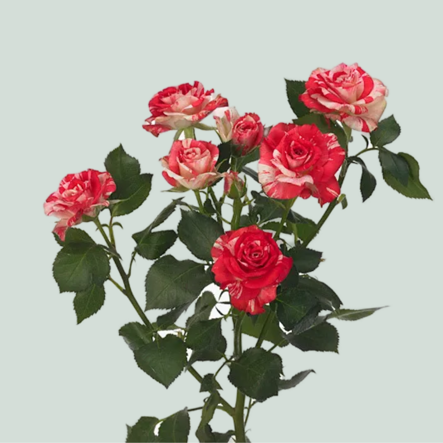 Spray Rose Fireworks (10 Stems)