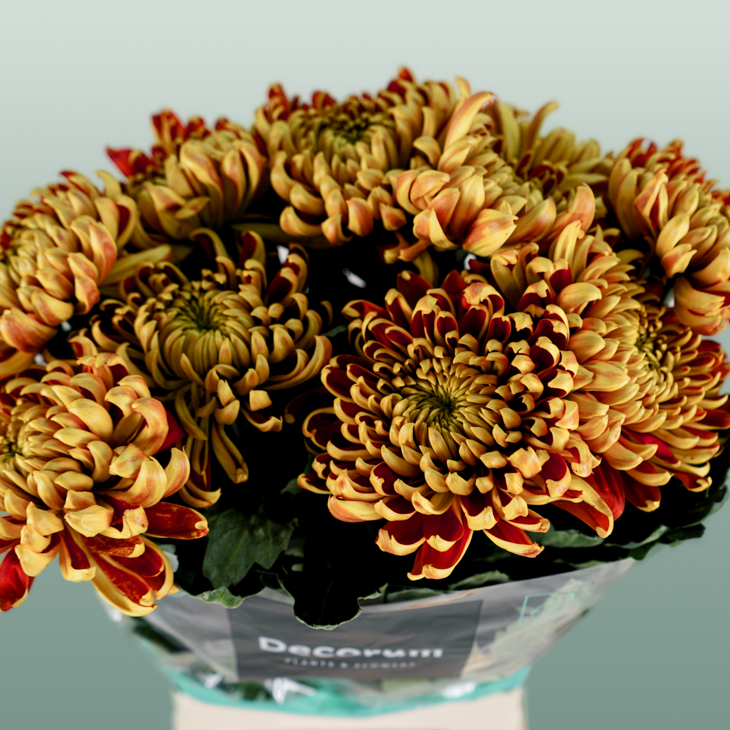 Chrysanthemum G Fuego (10 Stems)