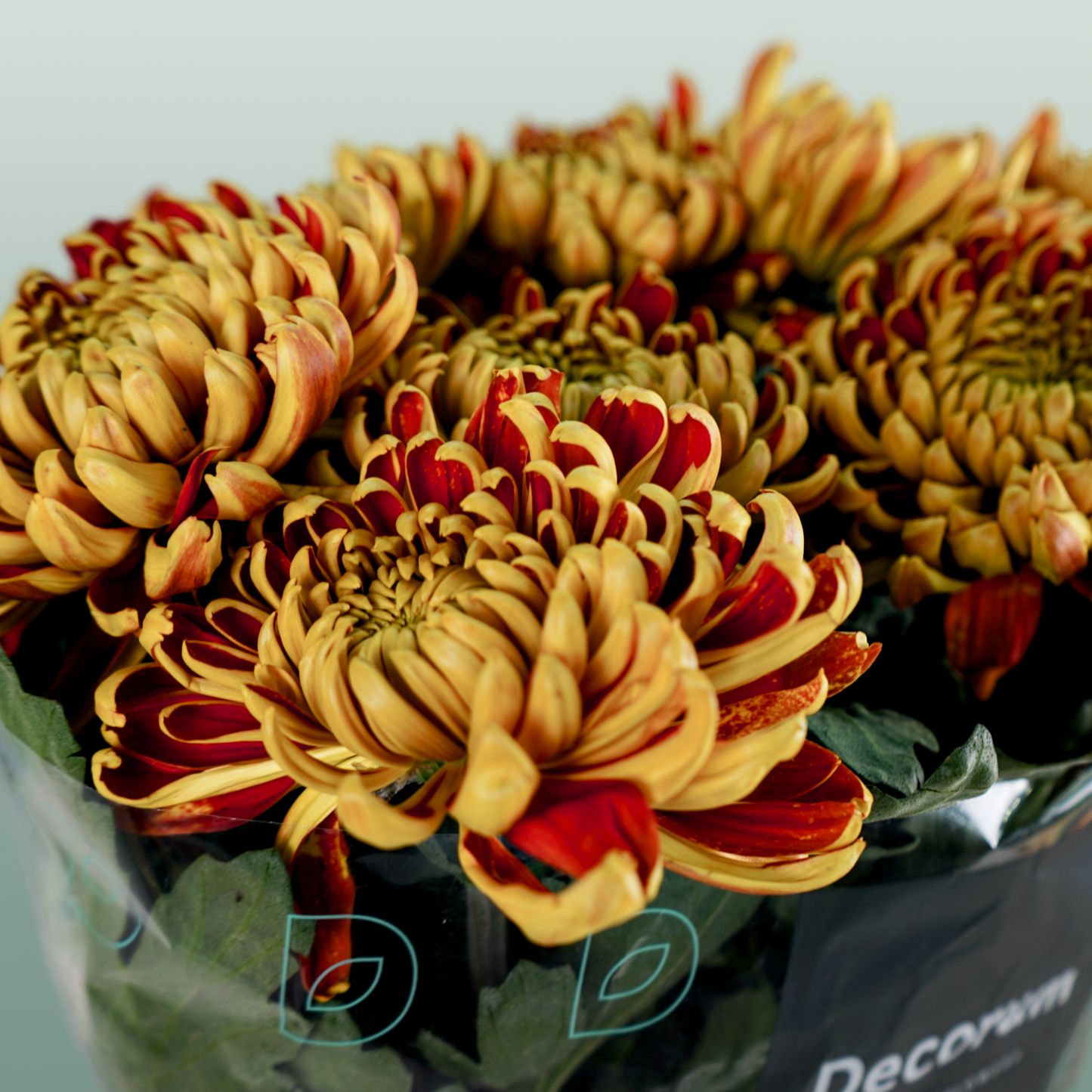 Chrysanthemum G Fuego (10 Stems)