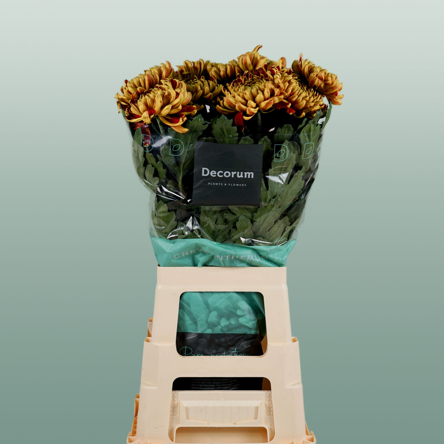 Chrysanthemum G Fuego (10 Stems)