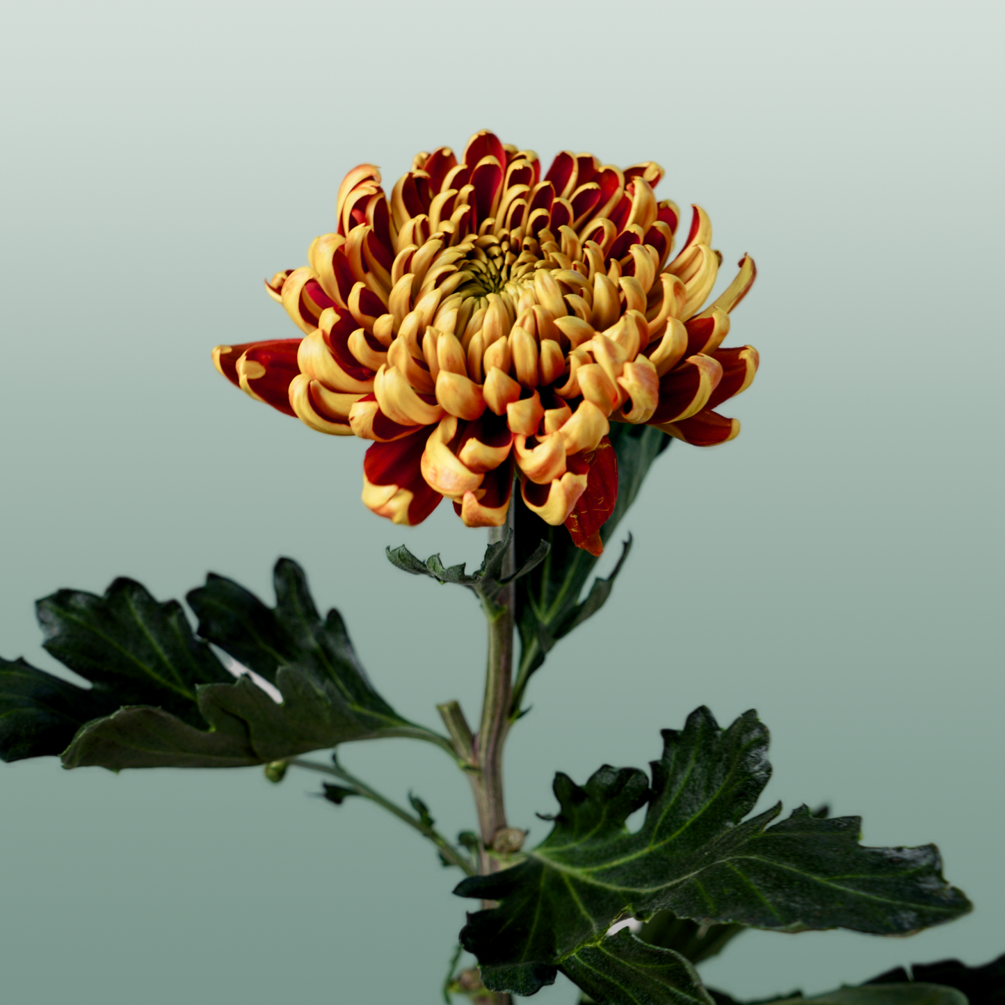 Chrysanthemum G Fuego (10 Stems)