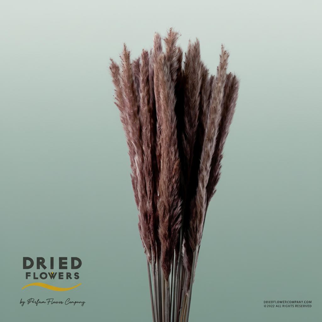 Dried Cortaderia Fluffy Natural