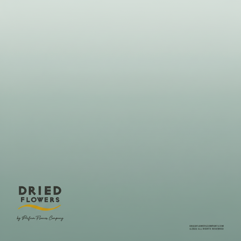 Dried Bleached Lunaria