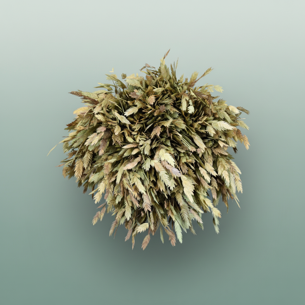 Dried Chasmanthium