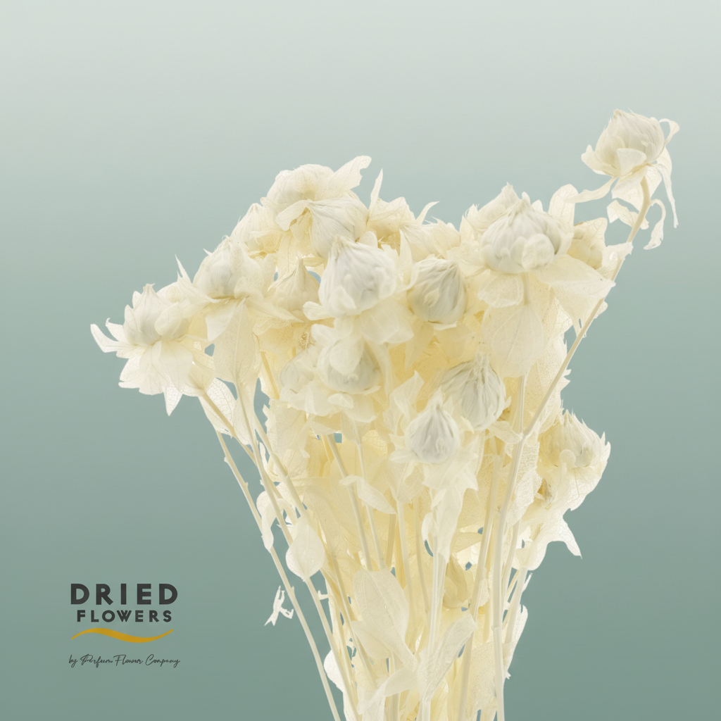 Dried Bleached Carthamus