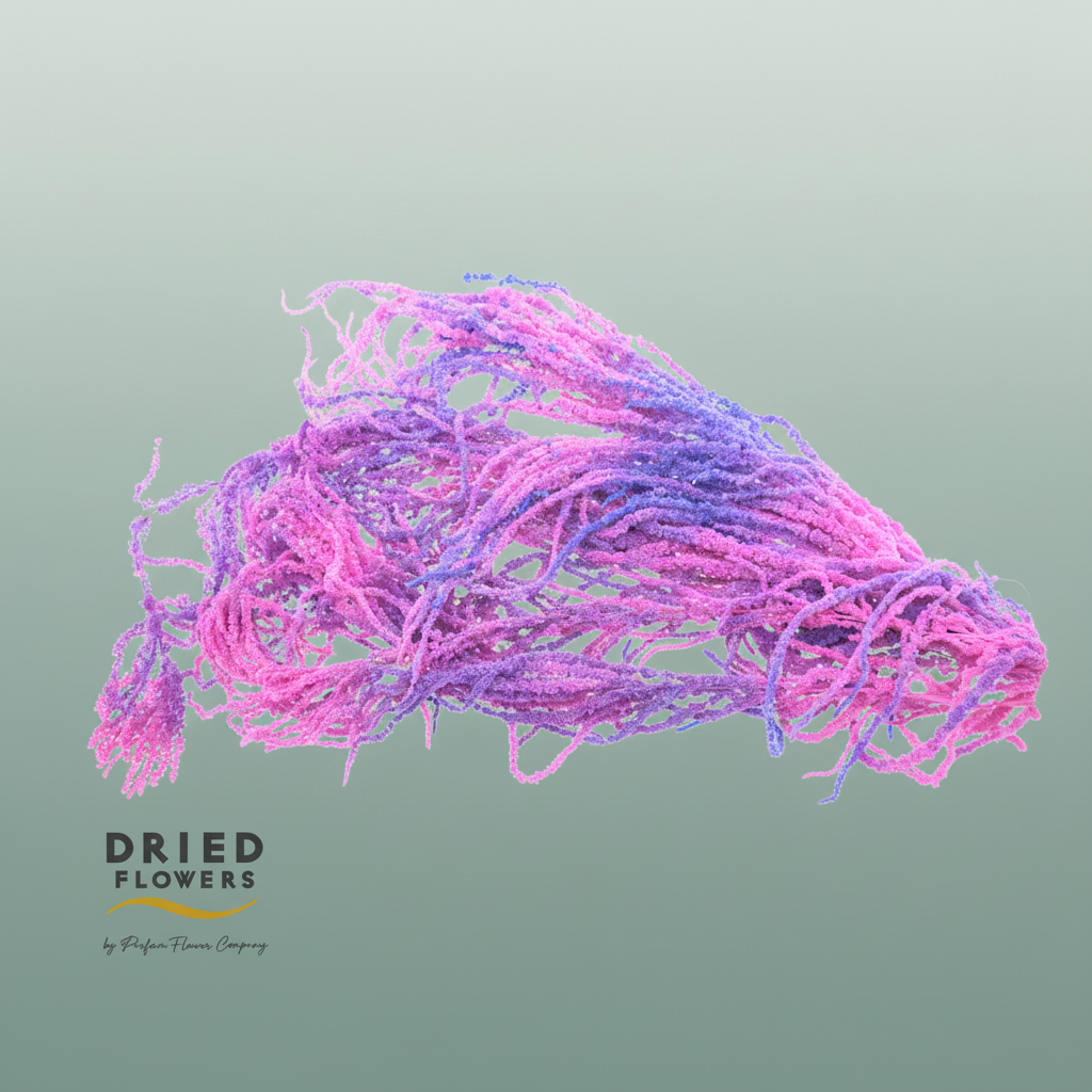 Dried Bleached Amaranthus Caudatus Neon