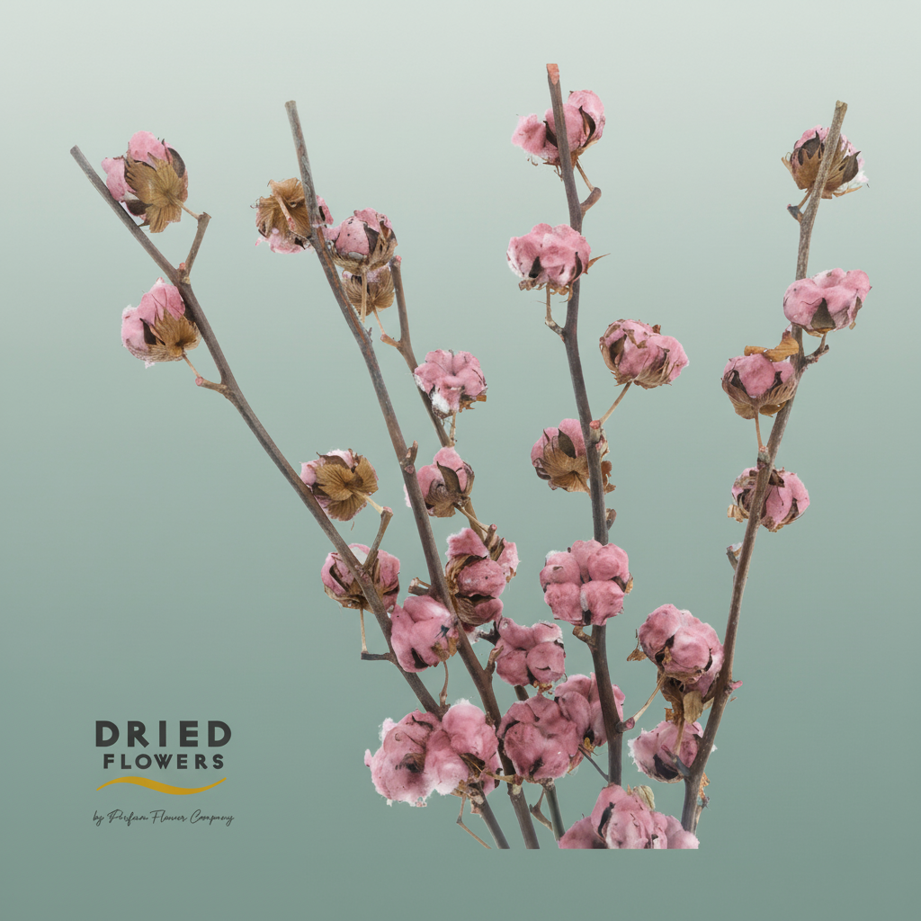 Dried Cotton Gossypium Bordeaux