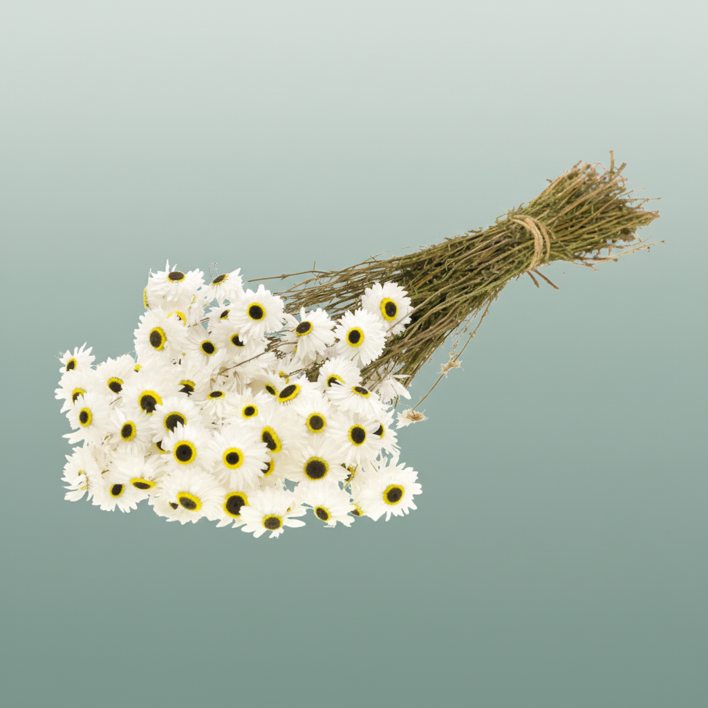 Dried Acroclinium Natural White