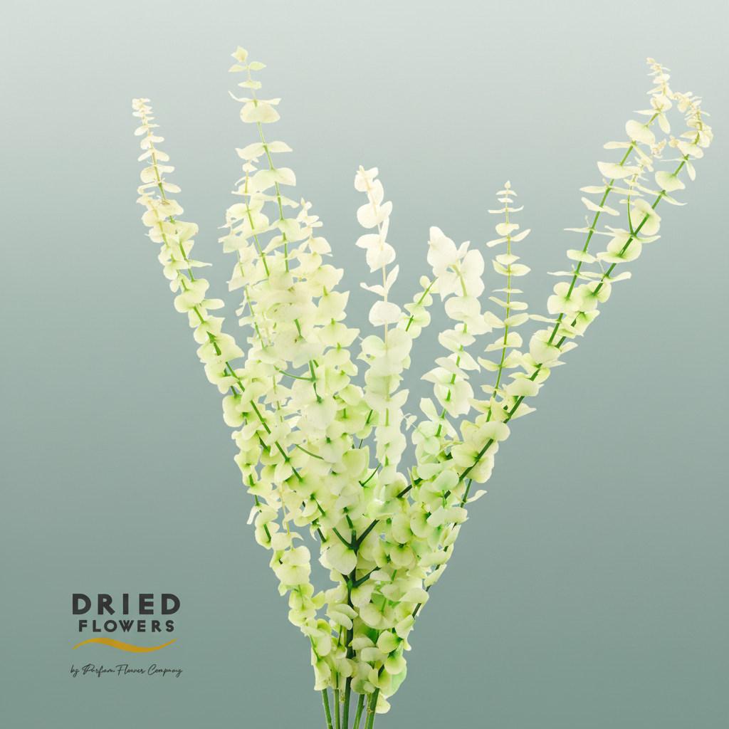 Dried Bleached Eucalyptus Baby Blue Spring