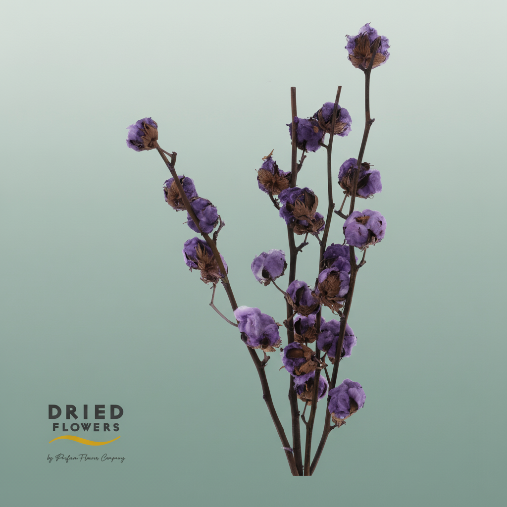 Dried Cotton Gossypium Lilac