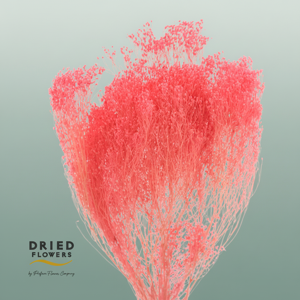 Dried Bleached Broom Bloom Milka