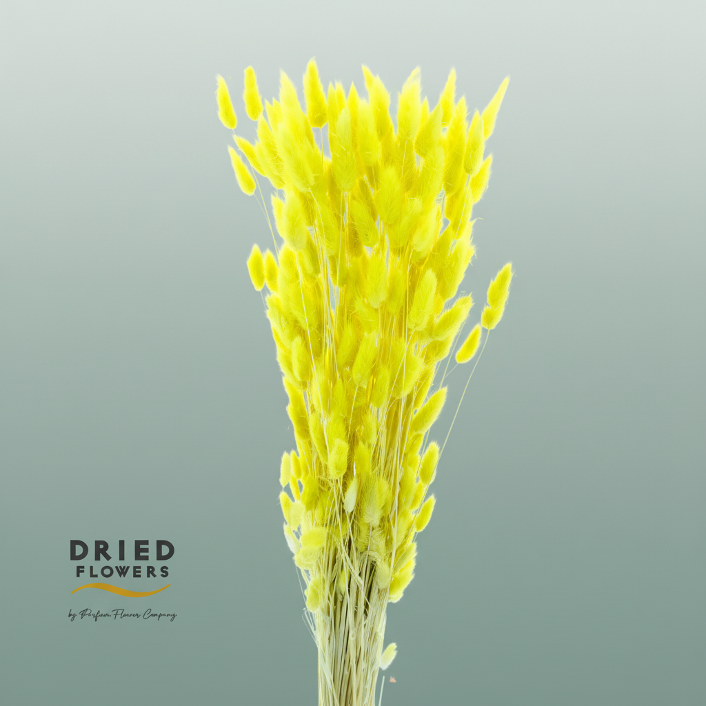 Dried Bleached Lagurus Yellow