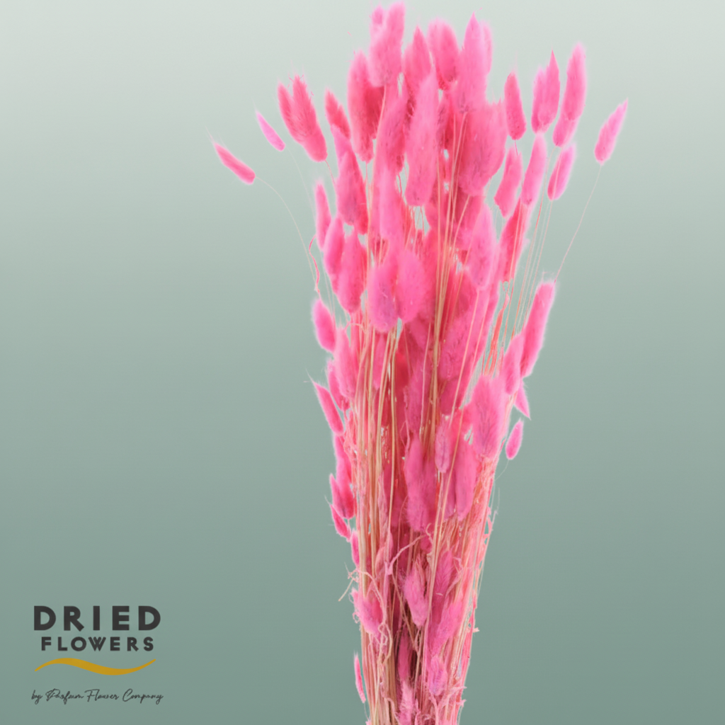 Dried Bleached Lagurus Pink